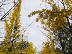 -四川大学(望江校区)