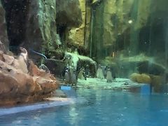 -帝企鹅自助餐厅•儿童岛•真企鹅(长隆企鹅酒店)