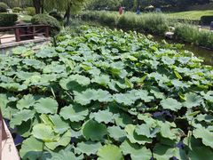 -丁家河公园
