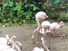 -清迈夜间动物园