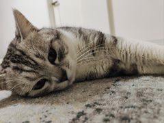 -贝康宠物医院·犬猫全科·小动物特色诊疗中心(东环路店)