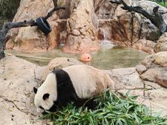 -广州长隆野生动物世界