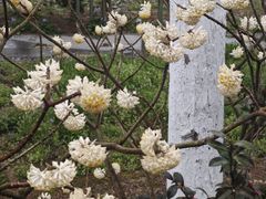 -合肥滨湖国家森林公园