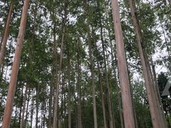 -桉树林A coffee 森林餐厅(三圣乡店)