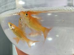 -茄子达人•镜像照相馆