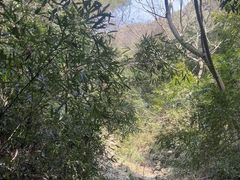 -东明山森林公园
