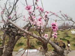 -ZIYUE CAKE线上店