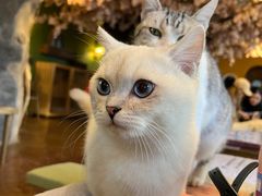 -猫猫幼稚园·撸猫·桌游·电玩
