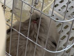 -猫猫幼稚园·撸猫·桌游·电玩