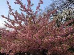 iphone_upload_pic-井之头恩赐公园