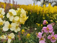 -白鹭湾湿地公园