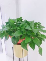 -MIVI半永久纹眉纹绣