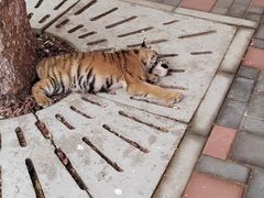 -北京野生动物园