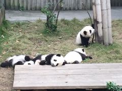 -成都大熊猫繁育研究基地