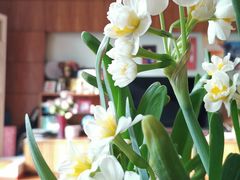-双季花艺园艺市场(浦东店)