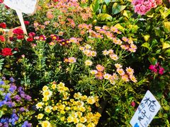 -曲阳花鸟市场(曲阳路店)