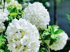 -大龙山(地铁站)