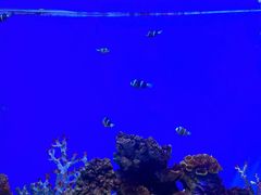 -秦皇岛新澳海底世界