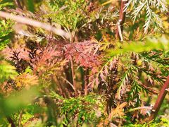 -白草畔自然风景区