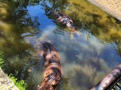 -海南热带野生动植物园