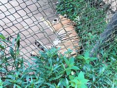 -海南热带野生动植物园