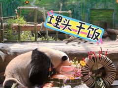 -灵玲国际马戏城