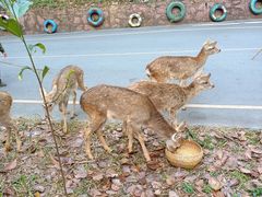 -西双版纳原始森林公园