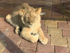 -大连森林动物园