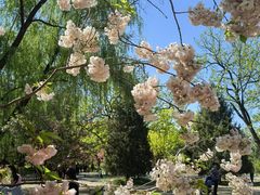 -莲花池公园