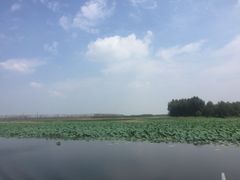 -微山湖红荷湿地景区