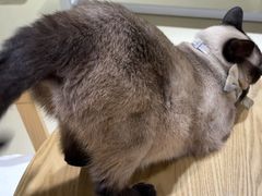 -藏猫猫咖啡主题馆(中央大道店)