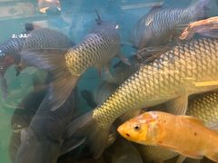 -鱼粤鲜淘米捞·中山脆肉鲩火锅(悦湖会店)