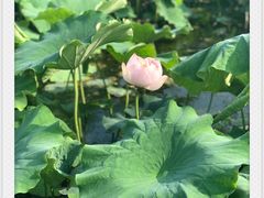 -荷塘月色湿地公园·向阳花洲