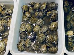 -中环花鸟鱼虫市场