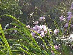 -梧桐山风景名胜区