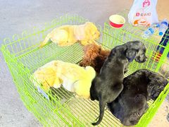 -中环花鸟鱼虫市场