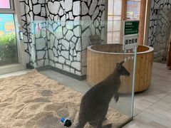 -海合安武汉极地海洋公园