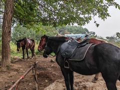 -铁山坪森林公园