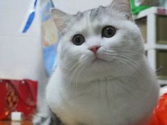 -Bastet sally猫舍购宠(静安店)