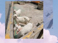 -前小桔亲子创意农场·草莓采摘·露营烧烤