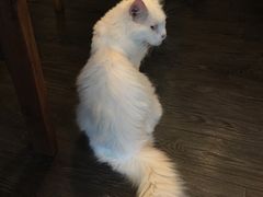 -吉丁鸟咖·异宠·寄养