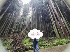 -武陵山森林公园