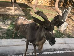 -清迈夜间动物园