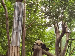 -都江堰中华大熊猫苑
