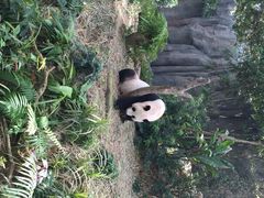 大熊猫-河川生态园