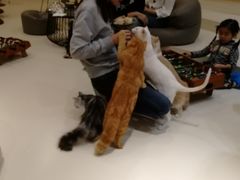 -飞行喵MR PILOT|猫舍·猫咖(静安大融城店)