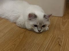 -有喵·猫咖·狗咖·30几只猫10只小狗(岗厦店)