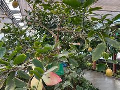 -南宫五洲植物乐园