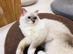 -猫和宫(六道口店)