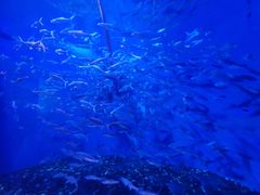 -成都浩海立方海洋公园